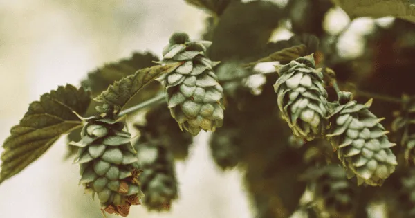Propiedades medicinales de la cerveza artesanal lupulo